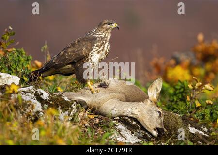 Gemeiner Bussard, der auf toter Beute in Herbstbergen steht. Stockfoto