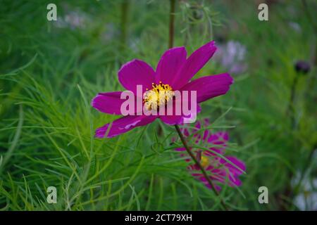 Rosa einzelne Blume von Cosmos bipinnatus, gemeinhin als der Garten Kosmos oder mexikanischen Aster auf grünem Hintergrund. Stockfoto