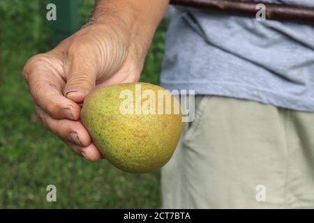 Birne ‘MStolz’, lat. Pyrus communis in der Hand eines Mannes Stockfoto