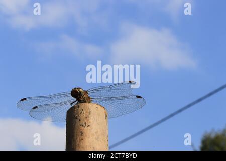 Libelle Gelb-geflügelte und blauer Himmel im Hintergrund Stockfoto