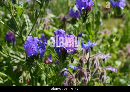 Nahaufnahme von leuchtend blauen Viper's Bloss Flowers, eine Wildblume mit haarigen grünen Laub Stockfoto
