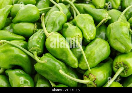 Frischer Padron Pfeffer Hintergrund. Capsicum annuum Stockfoto