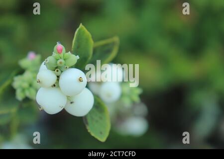 Zweig mit weißen Beeren mit kleinen Blüten der weißen Perle (lat. Symphoricarpos albus) Stockfoto