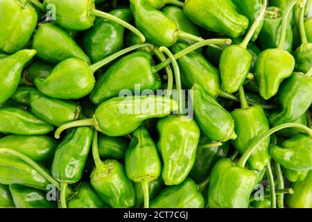 Frischer Padron Pfeffer Hintergrund. Capsicum annuum Stockfoto