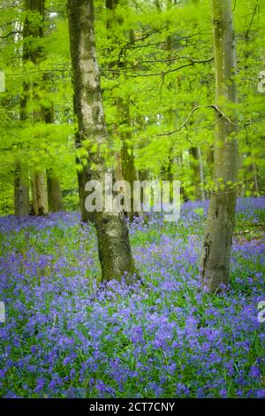 Verschwommene Bluebells und Blätter in einem windigen Buchenwald in den Mendip Hills bei Fuller's Hay in der Nähe von Blagdon, North Somerset, England. Stockfoto