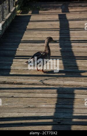 Entenspaziergang auf der Promenade am Scriber Lake Park Trail in Lynnwood, Washington. Stockfoto