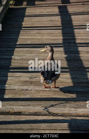 Entenspaziergang auf der Promenade am Scriber Lake Park Trail in Lynnwood, Washington. Stockfoto