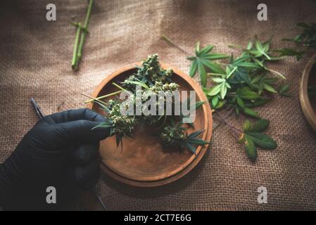 Die Knospen von reifem Cannabis werden mit den Fingern in die Hand gehalten Schwarze Handschuhe Stockfoto