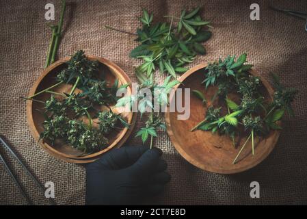 Die Knospen von reifem Cannabis werden mit den Fingern in die Hand gehalten Schwarze Handschuhe Stockfoto