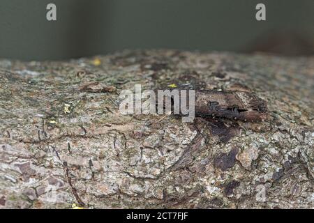 Motte des dunklen Schwerts (Agrotis ipsilon) Stockfoto