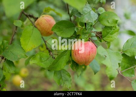 Rote Äpfel wachsen auf einem Zweig unter dem grünen Laub. Bio-Äpfel hängen von einem Baum Zweig in einem Apfelgarten. Garten voller riped Früchte Stockfoto