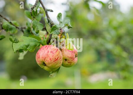 Rote Äpfel wachsen auf einem Zweig unter dem grünen Laub. Bio-Äpfel hängen von einem Baum Zweig in einem Apfelgarten. Garten voller riped Früchte Stockfoto