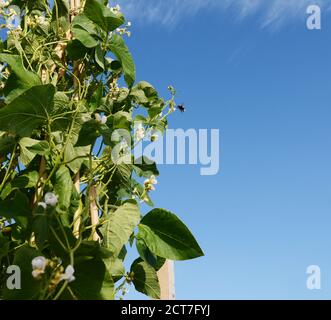 Hummel fliegt zu weißen Blüten von Wey Runner Bean Reben, wächst ein Stock Wigwam; kopieren Raum auf blauen Himmel Stockfoto