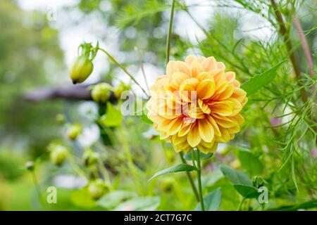 Dahlien gelbe und orange Blumen im Garten.Blumenbeet mit Dahlias.fresh Hochzeitsblumen, botanischen Garten.gelbe flauschige Dahlie in voller Blüte Stockfoto