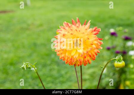 Dahlia gelb und orange Blumen im Garten.Blumenbeet mit Dahlias.fresh Hochzeitsblumen, botanischen Garten.Semi Kaktus Blütenköpfe, stachelige Blütenblätter Stockfoto