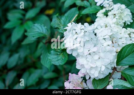 Romantische Hydrangea arborescens Annabelle, im Sommer von der niedrigen Abendsonne beleuchtet.die Bush weißen Hortensien. Schöne große Hortensie paniculata Stockfoto