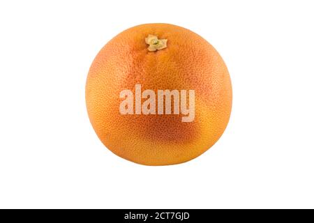 Eine ganze Grapefruit auf weißem Hintergrund Stockfoto