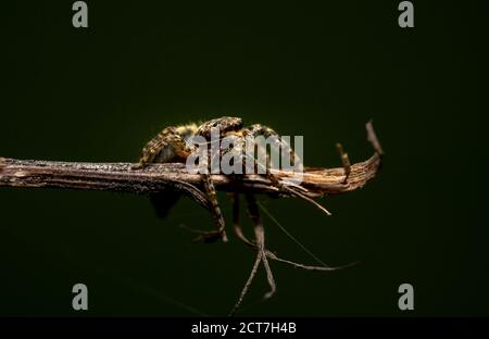Springende Wolfsspinne Nahaufnahme Blick in die Kamera , Aufnahmen im Garten während der Corona, covid-19 mal, frankfurt, deutschland Stockfoto