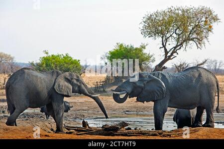 Zwei afrikanische Elefanten an einem Wasserloch mit einem Akazienbaum und einem Cape Buffalo im Hintergrund, Hwange National Park, Simbabwe Stockfoto