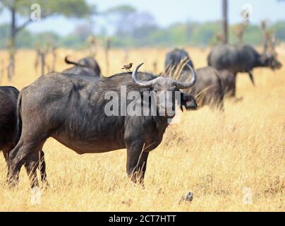 Cape Buffalo (Syncerus Caffer) steht auf der ausgetrocknten afrikanischen Ebene und schaut mit einem Ochsenpecht auf die Kamera zurück im Hwange National Park, Zi Stockfoto