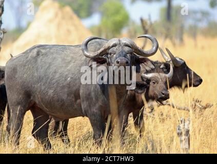 Cape Buffalo (Syncerus Caffer) schaut in die Kamera, während er auf der getrockneten gelben Grasebene im Hwange National Park, Simbabwe, steht Stockfoto