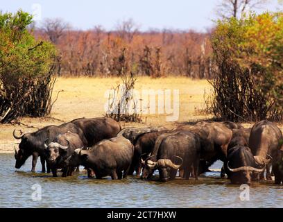 Die Herde von Cape Buffalo trinkt aus einem Wasserloch mit natürlichem Buschveld im Hwange National Park, Simbabwe. Stockfoto