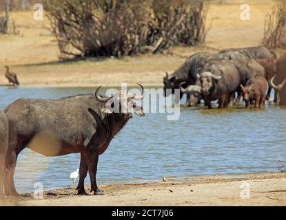 Cape Buffalo schaut dorectly nto Kamera mit einer großen Herde im Hintergrund trinken aus einem Wasserloch / Hwange National Park, Simbabwe Stockfoto