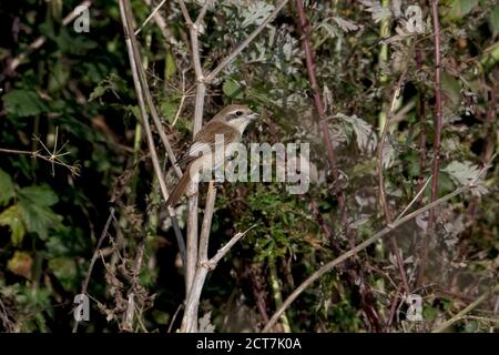 Brauner Würger (Lanius cristatus) Bei Warham Greens Norfolk UK September 2020 Stockfoto