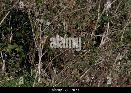 Brauner Würger (Lanius cristatus) Bei Warham Greens Norfolk UK September 2020 Stockfoto