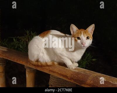 Eine obdachlose weiße Katze mit roten Flecken sitzt auf einem Holzgeländer Stockfoto