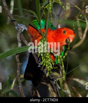 Leuchtend rote und grüne männliche Königspapagei, Alisterus scapularis, die sich in einem australischen Garten mit grünen Samen eines Wattenbaums ernährt Stockfoto