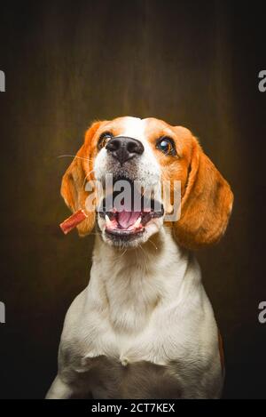 Tricolor Beagle Hund warten und fangen ein Leckerbissen im Studio, vor dunklem Hintergrund. Stockfoto