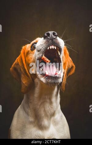 Tricolor Beagle Hund warten und fangen ein Leckerbissen im Studio, vor dunklem Hintergrund. Stockfoto