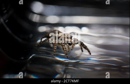 Springende Wolfsspinne Nahaufnahme Blick in die Kamera , Aufnahmen im Garten während der Corona, covid-19 mal, frankfurt, deutschland Stockfoto