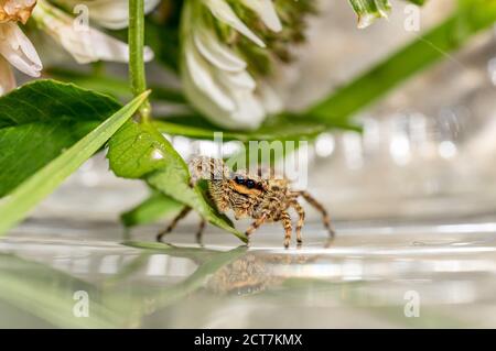 Springende Wolfsspinne Nahaufnahme Blick in die Kamera , Aufnahmen im Garten während der Corona, covid-19 mal, frankfurt, deutschland Stockfoto