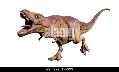 Agressive Tyrannosaurus Rex oder T Rex wissenschaftlich und realistische Rekonstitution isoliert auf weißem Hintergrund. 3D-Rendering-Illustration des Königs von d Stockfoto