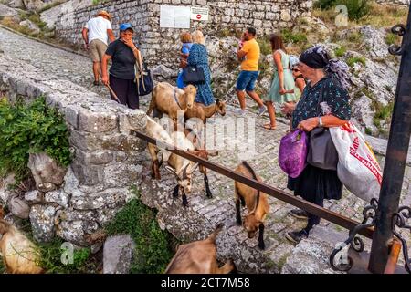 Hirtin mit einer Herde von Goaden und Schiffen in der Nähe der Ruinen der Burg Rozafa in Shkoder, Albanien. Shkoder, Albanien - Juli 19 2018. Stockfoto