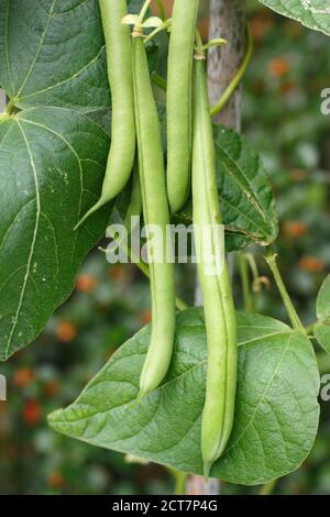 Phaseolus vulgaris 'Mamba'. Französische Bohnen klettern in einem heimischen Gemüse Grundstück. VEREINIGTES KÖNIGREICH Stockfoto