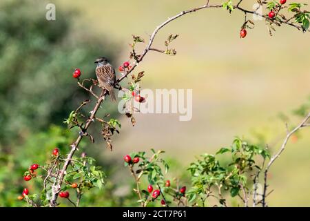 Dunnock, Prunella modularis, auf wildem Rosenzweig mit Hagebutten thront. Stockfoto