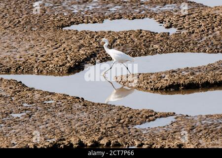 Kleiner Reiher, Egretta garzetta, zu Fuß über Schlammebenen in der Wasch, Norfolk, auf der Suche nach Fisch. Stockfoto