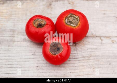 Selbstgewachsene Tomaten mit Blütenendfäule, die durch Kalziummangel und damit verbundene Bewässerungsprobleme verursacht wird. Solanum lycopersicum 'Alicante'. Stockfoto