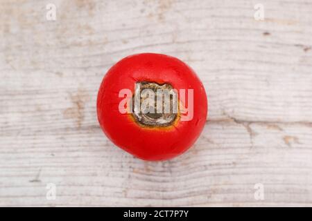 Selbstgewachsene Tomaten mit Blütenendfäule, die durch Kalziummangel und damit verbundene Bewässerungsprobleme verursacht wird. Solanum lycopersicum 'Alicante'. Stockfoto