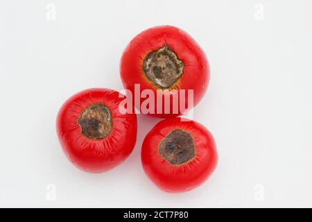 Selbstgewachsene Tomaten mit Blütenendfäule, die durch Kalziummangel und damit verbundene Bewässerungsprobleme verursacht wird. Solanum lycopersicum 'Alicante'. Stockfoto