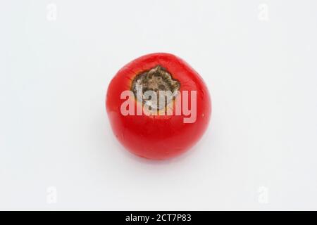 Selbstgewachsene Tomaten mit Blütenendfäule, die durch Kalziummangel und damit verbundene Bewässerungsprobleme verursacht wird. Solanum lycopersicum 'Alicante'. Stockfoto