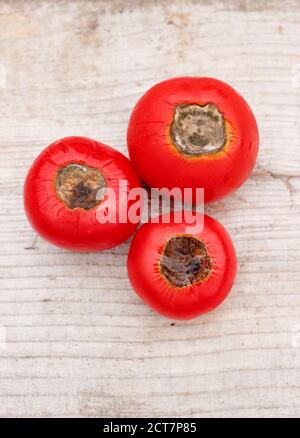 Selbstgewachsene Tomaten mit Blütenendfäule, die durch Kalziummangel und damit verbundene Bewässerungsprobleme verursacht wird. Solanum lycopersicum 'Alicante'. Stockfoto