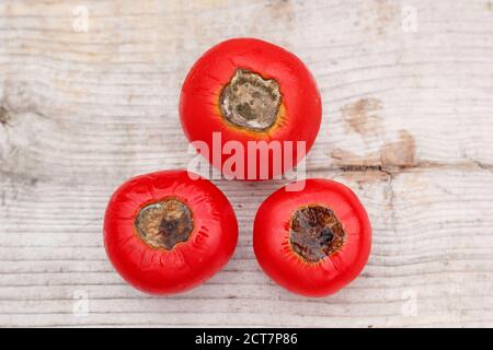 Selbstgewachsene Tomaten mit Blütenendfäule, die durch Kalziummangel und damit verbundene Bewässerungsprobleme verursacht wird. Solanum lycopersicum 'Alicante'. Stockfoto