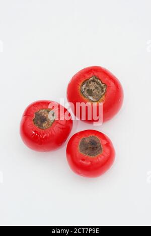 Selbstgewachsene Tomaten mit Blütenendfäule, die durch Kalziummangel und damit verbundene Bewässerungsprobleme verursacht wird. Solanum lycopersicum 'Alicante'. Stockfoto