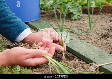 Allium porrum 'Crusader' Lauch Pflanzen. Junge Lauch-Pflanzen vor dem Eingießen in tiefe Löcher auspflanzen. Stockfoto
