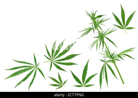 Cannabisblatt isoliert auf weißem Hintergrund mit Beschneidungspfad und voller Schärfentiefe, Ansicht von oben mit Kopierraum für Ihren Text. Flaches Lay-Muster Stockfoto