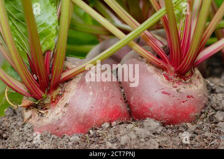 Beta vulgaris 'Chioggia'. Hausgemachte Chioggia Rote Beete wächst in einem Garten Gemüsegarten Grundstück. VEREINIGTES KÖNIGREICH Stockfoto